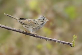 Lincoln's Sparrow (Melospiza lincolnii), British Columbia, Canada