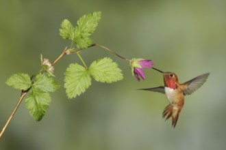 Rufous Hummingbird (Selasphorus rufus) male, British Columbia, Canada
