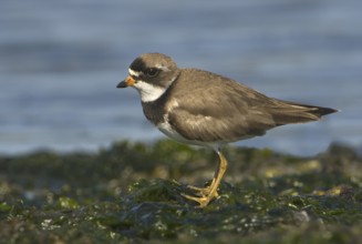 Semipalmated Plover (Charadrius semipalmatus), British Columbia, Canada