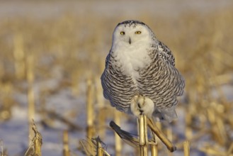 Snowy Owl (Bubo scandiacus) juvenile female, Ontario, Canada