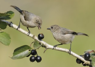 American Bushtit (Psaltriparus minimus), Canada