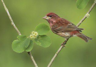 Purple Finch (Haemorhous purpureus) male, British Columbia, Canada
