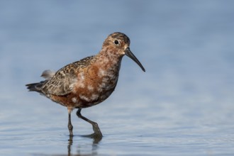 Curlew Sandpiper (Calidris ferruginea), Schleswig-Holstein, Germany