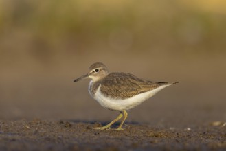 Common Sandpiper (Actitis hypoleucos), North Rhine-Westphalia, Germany