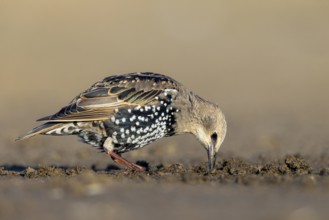 Common Starling (Sturnus vulgaris) juvenile perched on the ground, North Rhine-Westphalia, Germany
