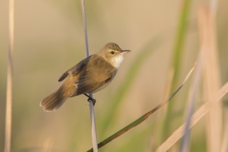 Australian Reed Warbler (Acrocephalus australis) perched on a reed stalk, Victoria, Australia