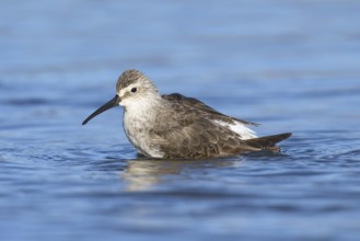 Curlew Sandpiper (Calidris ferruginea), California, USA