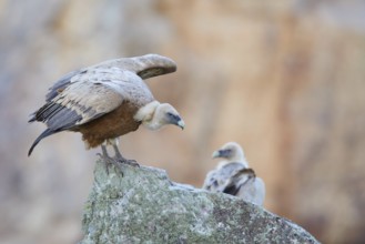 Griffon Vulture (Gyps fulvus) perched on a rock, Spain