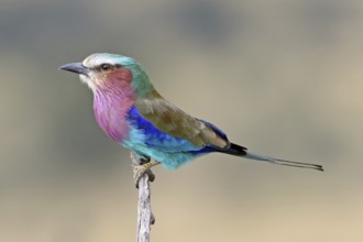 Lilac-breasted Roller (Coracias caudatus), Serengeti National Park, Tanzania