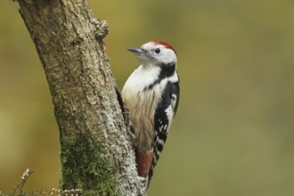 Middle Spotted Woodpecker (Dendrocoptes medius), Rhineland-Palatinate, Germany