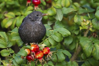 Common Blackbird (Turdus merula), Schleswig-Holstein, Germany