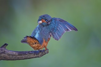 Common Kingfisher (Alcedo atthis) preening, perched on a branch, Saxony-Anhalt, Germany