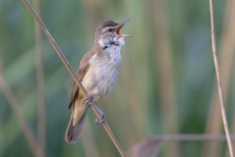 Great Reed Warbler (Acrocephalus arundinaceus) male singing, Saxony, Germany