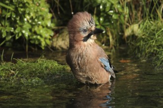 Eurasian Jay (Garrulus glandarius) bathing, Lower Saxony, Germany