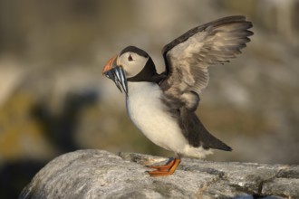 Atlantic Puffin (Fratercula arctica) with sandeels in beak, Scotland, United Kingdom