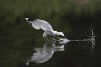Mew Gull (Larus canus) flying, Sweden
