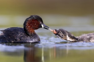 Little Grebe (Tachybaptus ruficollis) adult feeding chick, North Rhine-Westphalia, Germany