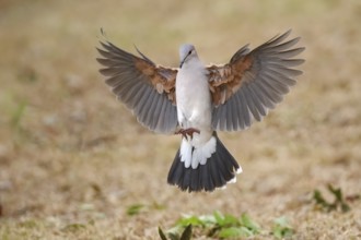 White-tipped Dove (Leptotila verreauxi) flying, Texas, USA
