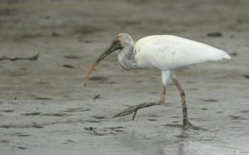 Juveniler Schneesichler (Eudocimus albus) bei der Nahrungssuche am Sierpe River