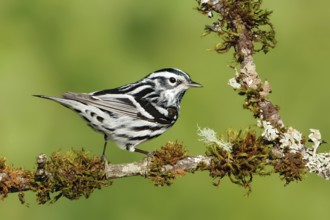 Black-and-white Warbler (Mniotilta varia), Texas, USA