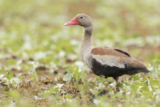 Black-bellied Whistling Duck (Dendrocygna autumnalis) in a wetland in the Pantanal of Brazil