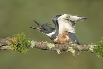 Belted Kingfisher (Megaceryle alcyon) female perched on a branch, Colorado, USA