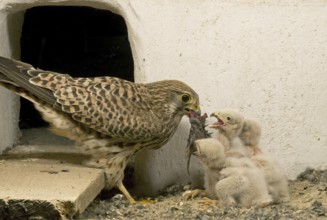 Common Kestrel (Falco tinnunculus) juvenile, Saxony, Germany