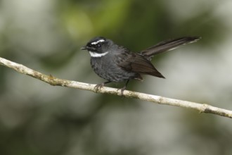 White-throated Fantail (Rhipidura albicollis), Fraser's Hill, Malaysia