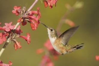 Rufous Hummingbird (Selasphorus rufus) female, California, USA