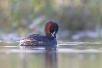 Little Grebe (Tachybaptus ruficollis), North Rhine-Westphalia, Germany