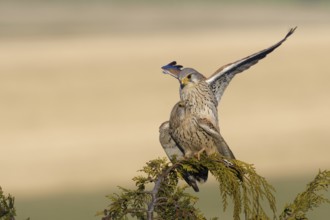 Common Kestrel (Falco tinnunculus) pair mating, Saxony, Germany