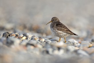 Purple Sandpiper (Calidris maritima), Schleswig-Holstein, Germany