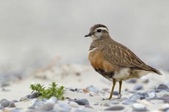 Mornellregenpfeifer, lat. Charadrius morinellus, steht auf dem Kiesstrand im Nordosten der