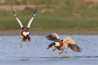 Common Shelduck (Tadorna tadorna) male, Netherlands