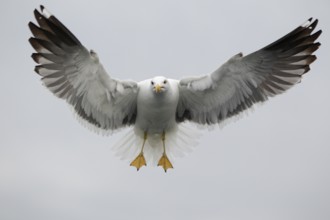 Heringsmöwe; lat. Larus fuscus; im Flug auf der Stelle frontal vor hellgrauem Himmel; Romsdalfjord