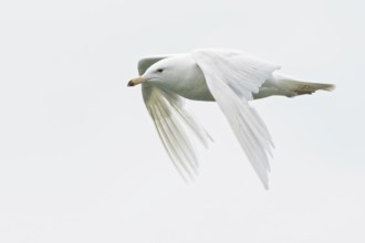 Glaucous Gull (Larus hyperboreus) feeding in the ocean near Nome, Alaska