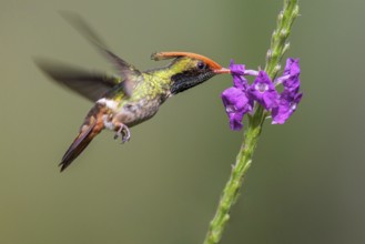Rufous-crested Coquette (Lophornis delattrei) flying while feeding at a flower in Manu National
