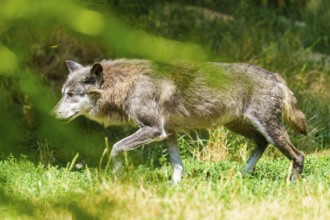 A grey wolf moves cautiously through the tall grass, Timberwolf, wolf, American wolf, (Canis lupus