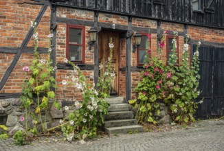 Hollyhocks (Alcea rosea) at a gate in a half-timbered house facing the street in Ystad, Skåne