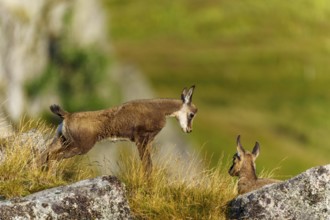 Encounter between two chamois on a grassy hilltop, chamois, chamois, (Rupicapra rupicaprae), fawn,