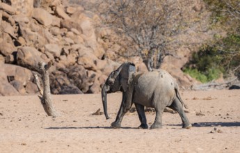 Juvenile African elephant (Loxodonta africana), desert elephant, near the Hoanib River, Damaraland,