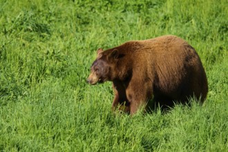 American Black Bear (Ursus americanus), standing in a green meadow surrounded by fresh grass,