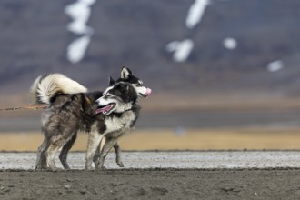 Husky (Canidae) pulling a sled with wheels, Aventdalen, Longyearbyen, Spitsbergen, Svalbard