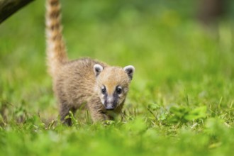 South American coati (Nasua nasua) youngster standing on the ground, captive, Zoo Augsburg