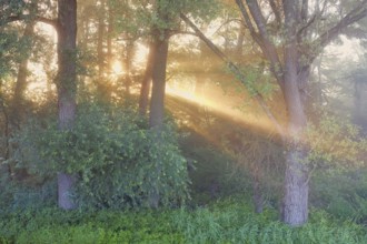 Morning atmosphere in the floodplain forest, sun shining through the trees, Schoren nature reserve,