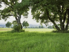 English oak (Quercus robur), standing in meadow, Siebeneichen nature reserve, Freiamt, Canton
