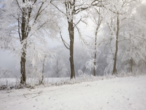 Shrubs and trees in hoarfrost and fog, Horben, Lindenberg, Freiamt, Canton Aargau, Switzerland