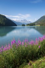 Willowherbs in bloom, behind Piz da la Margna, Lake Sils, Engadin, Grisons, Switzerland