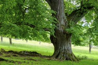Seven lime trees, a natural monument in the Buchleite nature reserve, Markt Berolzheim, Altmühltal,