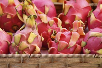 Fresh exotic Dragonfruit fruits for sale at market